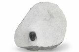 Rare, Proetid (Otarionella) Trilobite - Jebel Oudriss, Morocco #226044-5